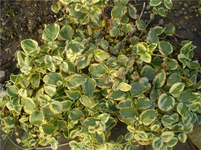 cvijet
